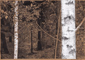 skogsfragment 1